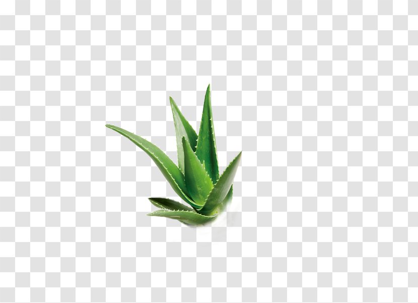 Aloe Download Green - Grass Family Transparent PNG