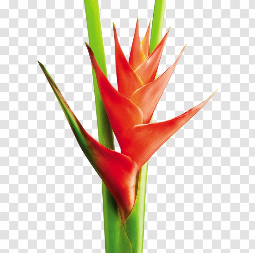 Heliconia Bihai Cut Flowers Plant Stem Tropics - Tropical Climate - Flor Transparent PNG