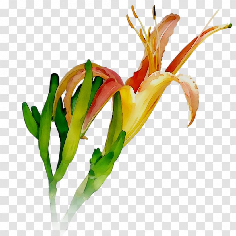 Petal Cut Flowers Plant Stem Plants - Fire Lily Transparent PNG
