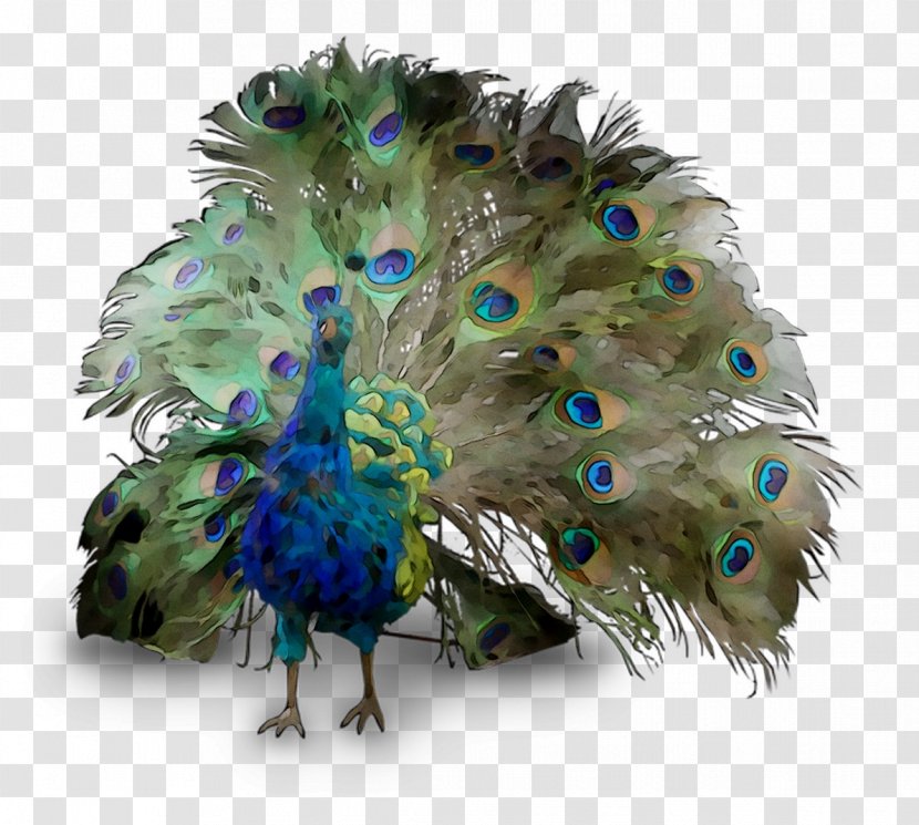 Peafowl Feather Beak Transparent PNG
