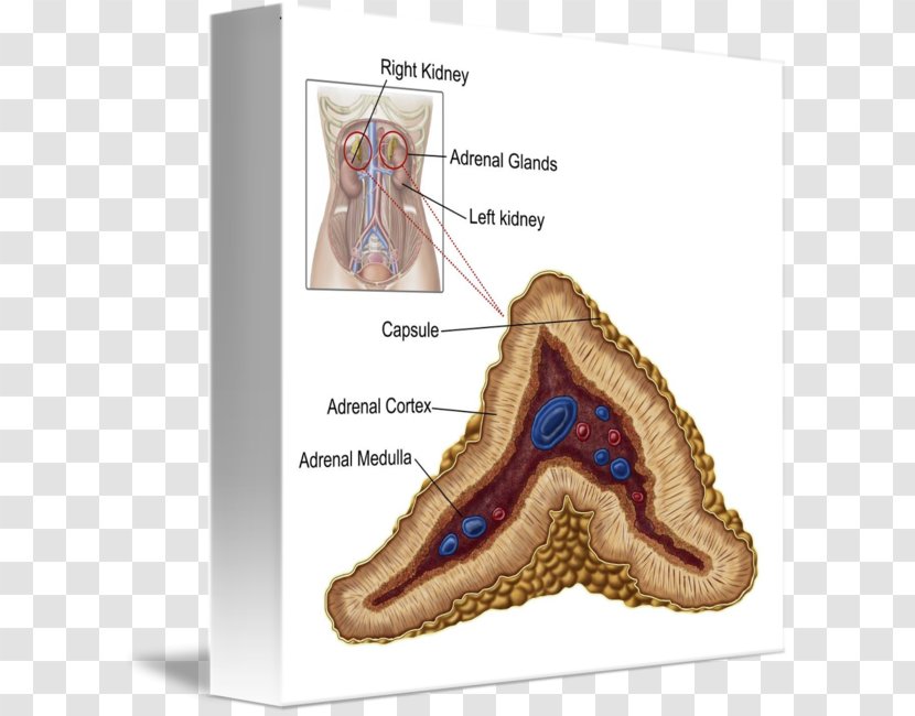 The Adrenal Cortex Gland Anatomy - Heart - Frame Transparent PNG