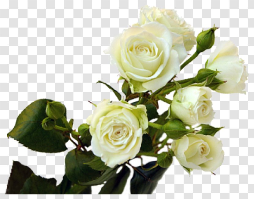 Garden Roses Cabbage Rose Floribunda Flower Bouquet - Order Transparent PNG