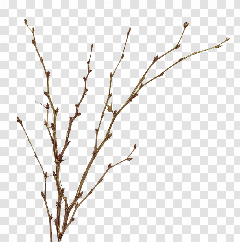 Branch Twig Tree Plant Plant Stem Transparent PNG