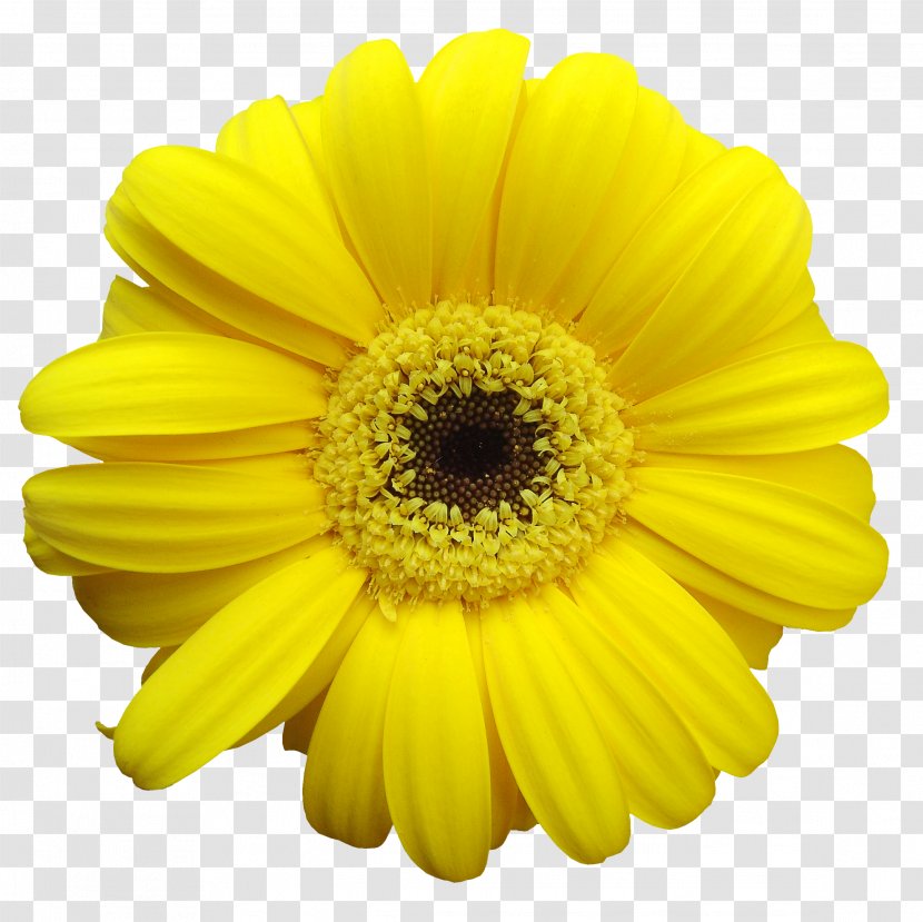 Yellow Common Daisy Transvaal Flower Clip Art - Family - Gerbera Transparent PNG
