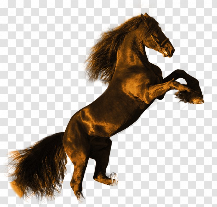 Friesian Horse Stallion High-definition Video Black Wallpaper - Pony - Dark Maxima Transparent PNG