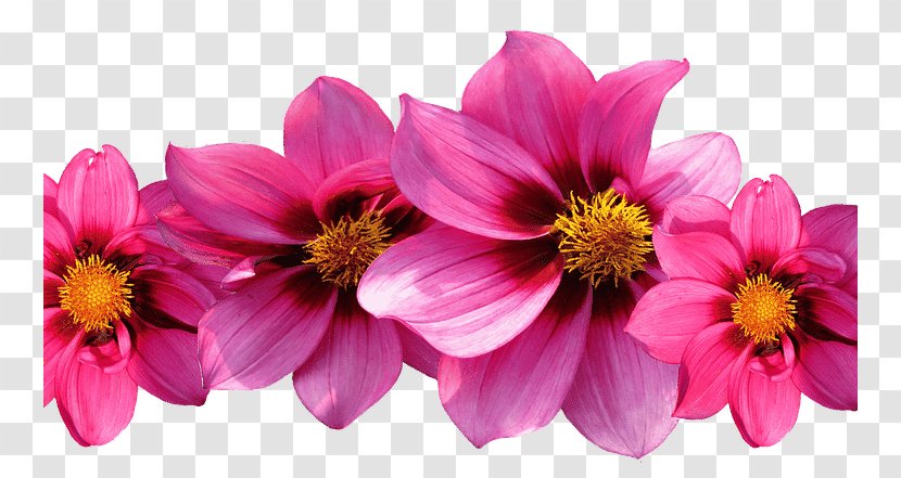 Pink Flowers Dahlia Clip Art - Cosmos - Falling Transparent PNG