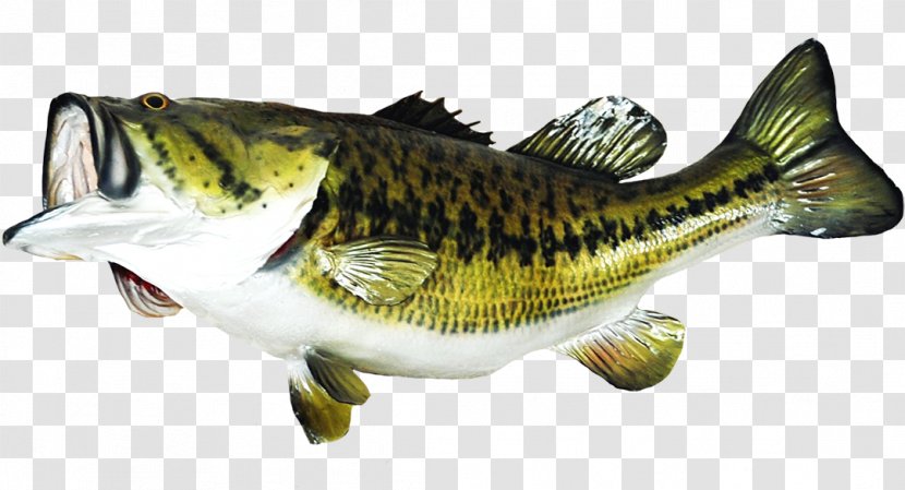 Fishing Cartoon - Striped Bass - Striper Rayfinned Fish Transparent PNG