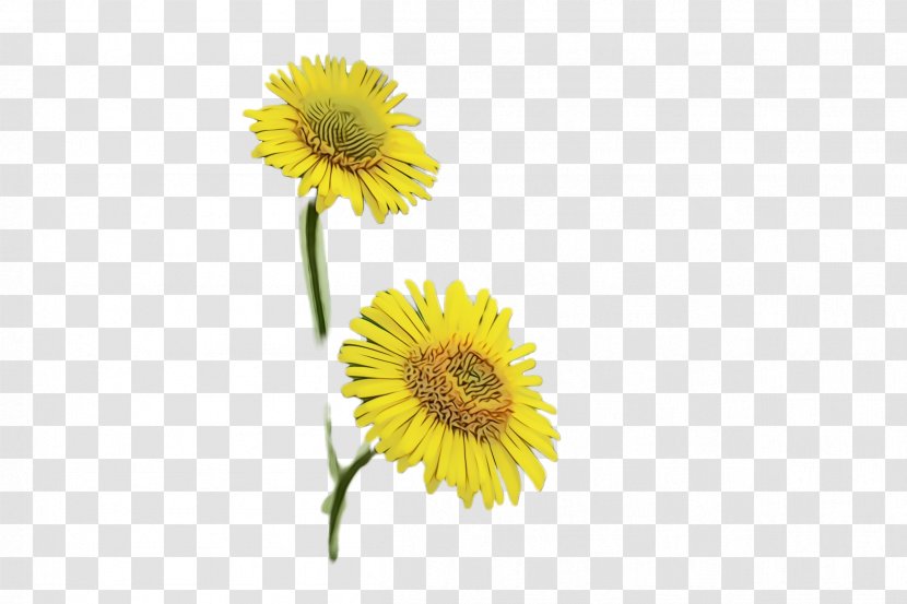 Sunflower - Wet Ink - Daisy Family Dandelion Transparent PNG