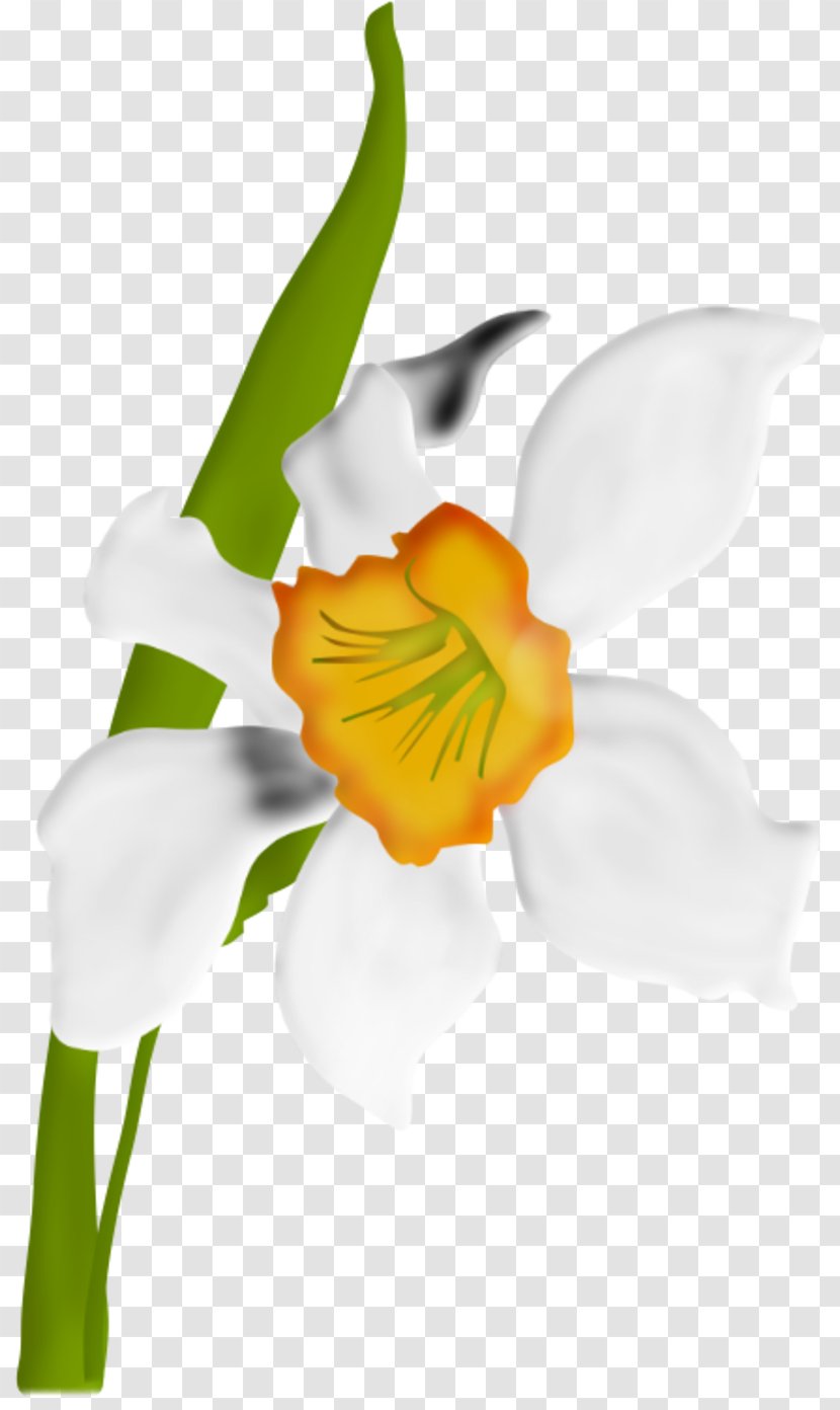 Drawing Flower Clip Art - Amaryllis Family - (10) Transparent PNG