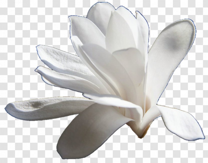 Image Clip Art Magnolia JPEG - Flowering Plant - Blue Transparent PNG
