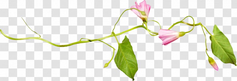 Gladiolus - Floristry - Flora Transparent PNG