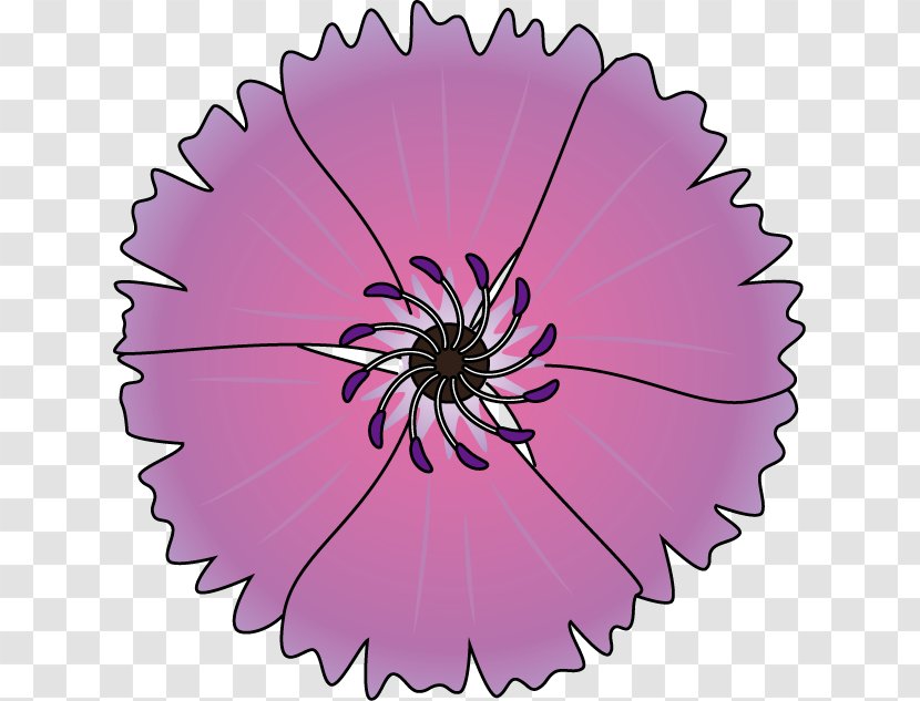 Transvaal Daisy Pink M Circle RTV - Rtv Transparent PNG