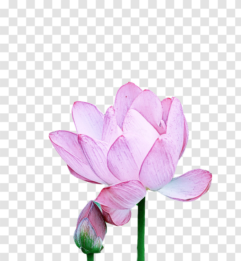 Plant Stem Sacred Lotus Cut Flowers Nelumbonaceae Bud Transparent PNG