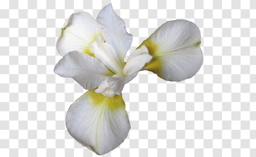 Flower Butterfly - Iris - Butterflies Transparent PNG