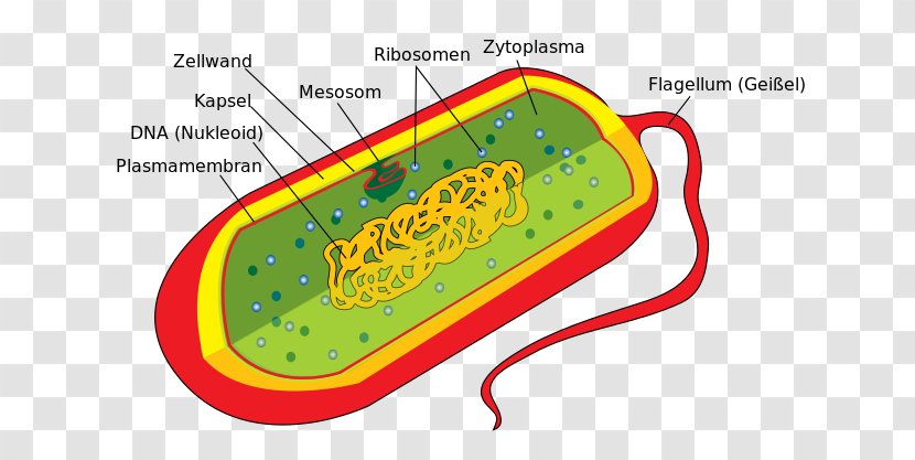 Bacterial Cell Structure Ribosome Prokaryote - Bacteria Diagram Transparent PNG