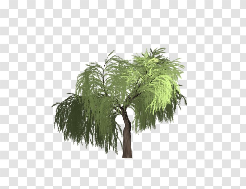 Date Tree Leaf - Plants - Attalea Speciosa Sabal Palmetto Transparent PNG