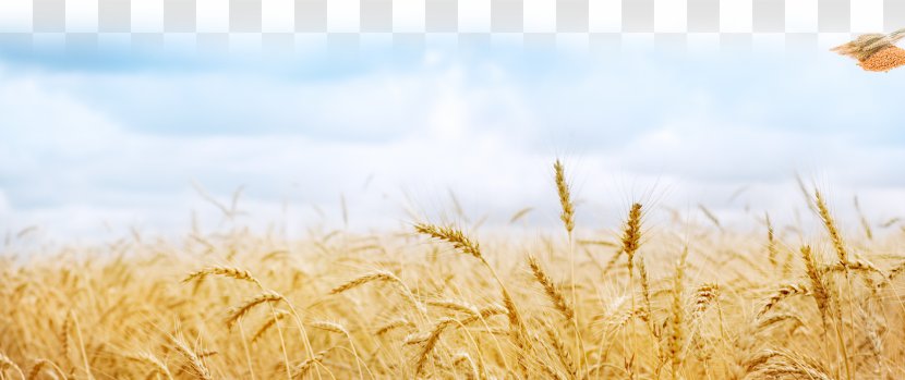Wheat Fields Desktop Wallpaper Cereal Sowing - Field Transparent PNG