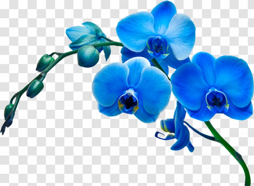Moth Orchids Flower Stock Photography Blue - Flowering Plant Transparent PNG