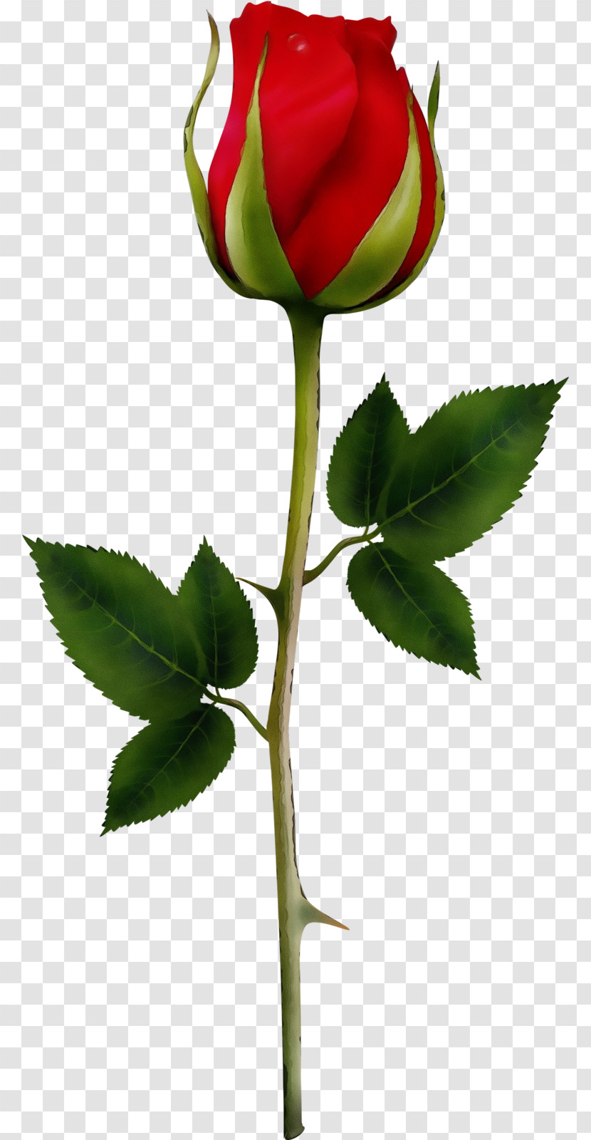 Rose Transparent PNG