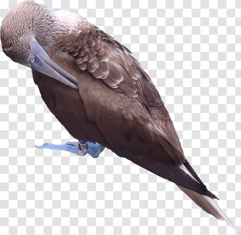 Blue-footed Booby Texture Mapping Galápagos Islands 3D Computer Graphics Red-footed - Fauna - Album Title Transparent PNG