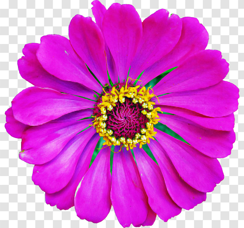 Flower Petal Violet Barberton Daisy Purple Transparent PNG