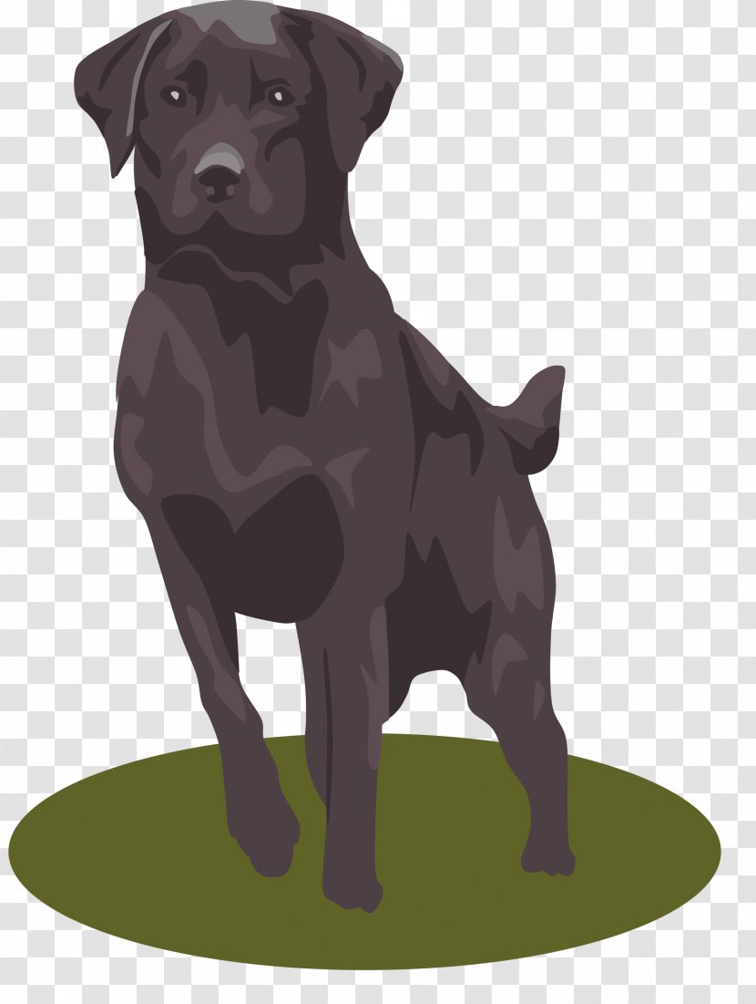 Labrador Retriever Clip Art - Borador - Dogs Transparent PNG