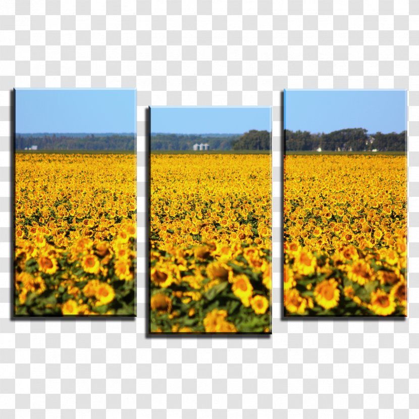 Canvas Print Printing Giclée Art - Yellow - Sunflower Field Transparent PNG