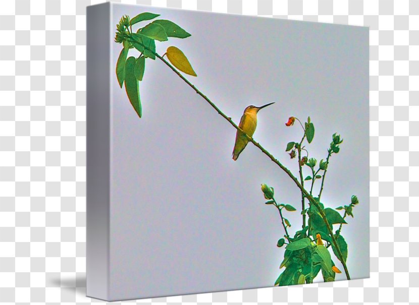 Imagekind Art Poster Hummingbird Canvas - M - Watercolor Transparent PNG