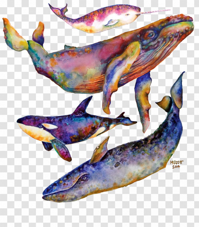 Dolphin Watercolor Painting Cetacea Art Humpback Whale - Fish Transparent PNG