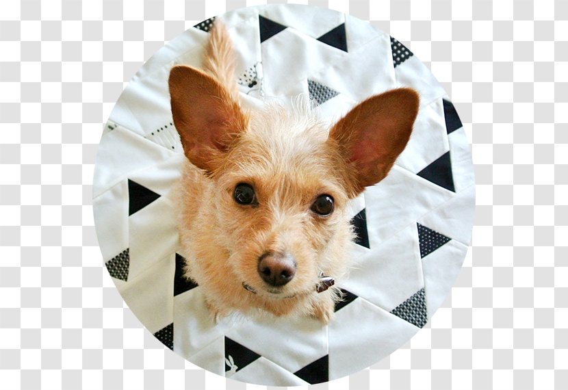 Norwich Terrier Australian Portuguese Podengo Quilt Dog Breed - Puppy Transparent PNG