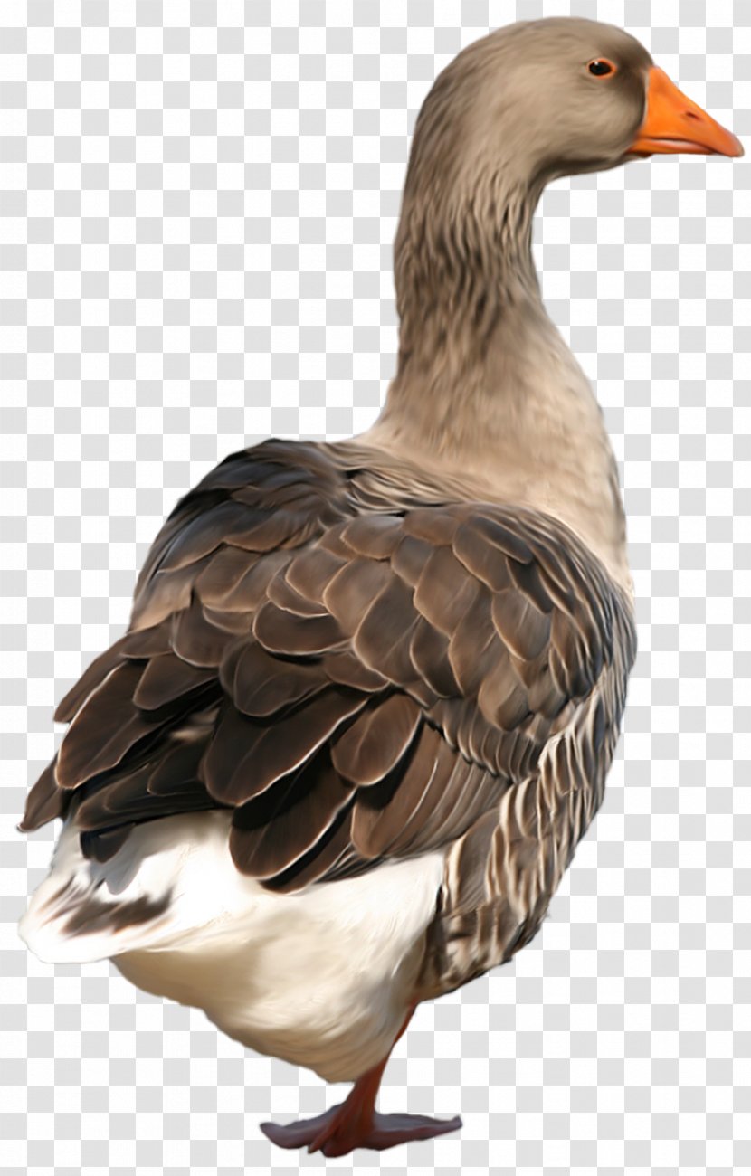 Duck Bird Goose Vasifresh Clip Art - Chicken Meat Transparent PNG