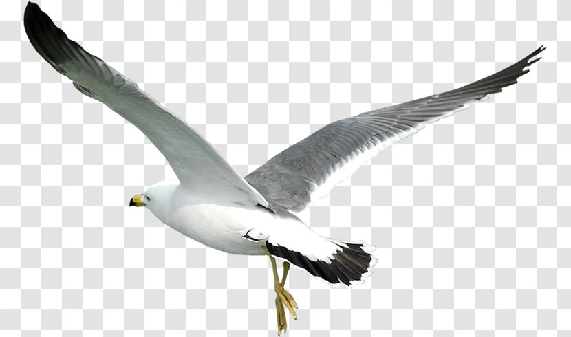 Download Bird Computer File Clip Art - Gulls Transparent PNG