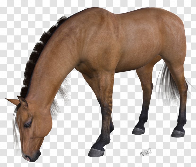 Mustang Mane Halter Stallion Rein - Bridle Transparent PNG