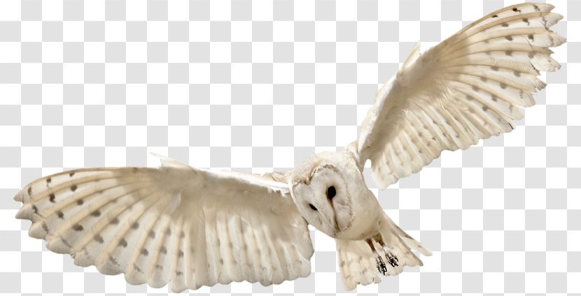 Owl Bird Flight - Beak Transparent PNG