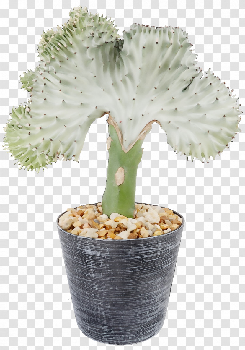 Cactus Transparent PNG