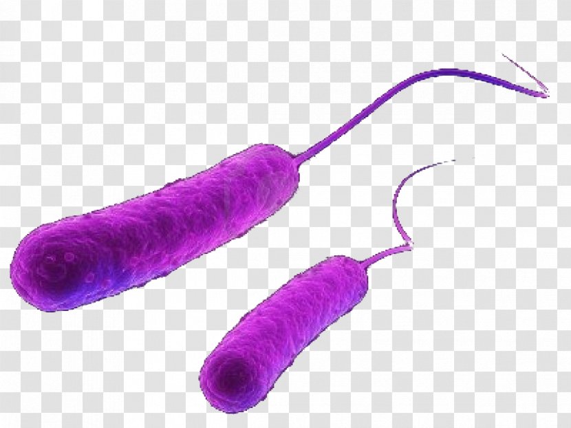 E. Coli Gram-negative Bacteria Microorganism Germ Theory Of Disease - Violet - Cartoon Transparent PNG