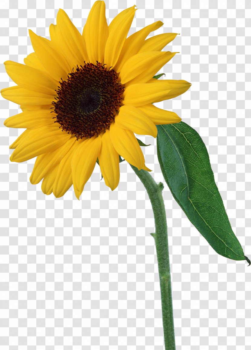 Common Sunflower Clip Art - Flower - FCB Transparent PNG