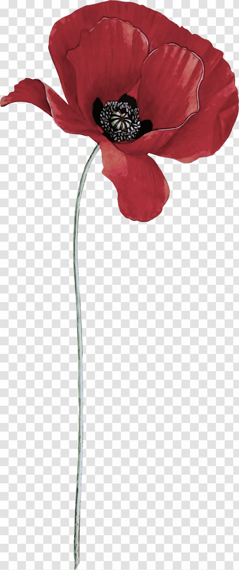 Red Flower Corn Poppy Coquelicot Plant Transparent PNG