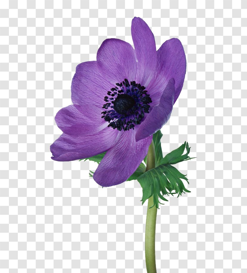 Poppy Anemone Cut Flowers - Photography - Flowering Plant Transparent PNG