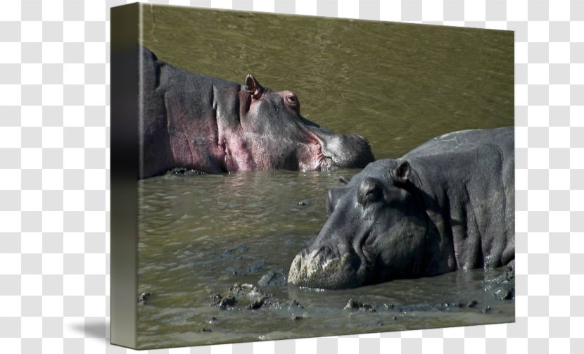 Hippopotamus Terrestrial Animal Wildlife Snout - Hippo Sports Transparent PNG