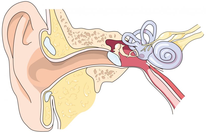Eardrum Ear Canal Outer Middle - Frame Transparent PNG