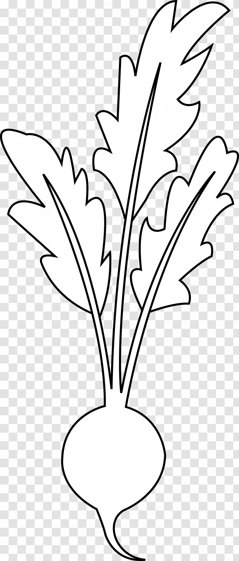 Beetroot Line Art Vegetable Black And White Clip - Monochrome - Beet Transparent PNG