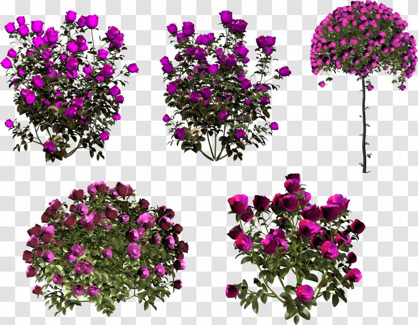Still Life: Pink Roses Floral Design Garden Flower - Rose Transparent PNG