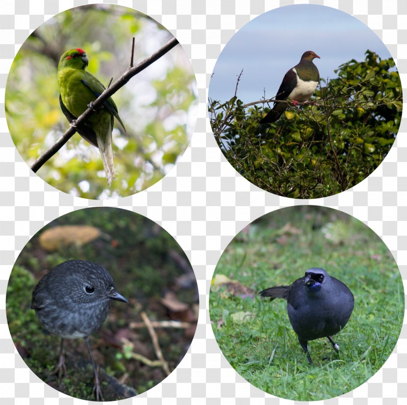 Beak Bird Food Fauna Wildlife - Group Transparent PNG