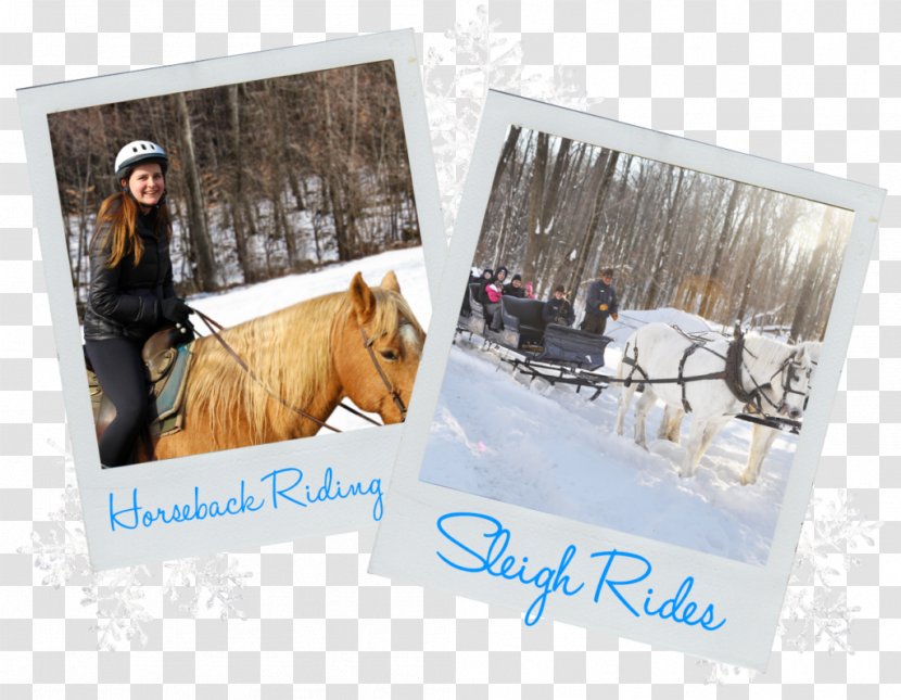 Rocking Horse Ranch Winter Resort - Snow Mountain Transparent PNG