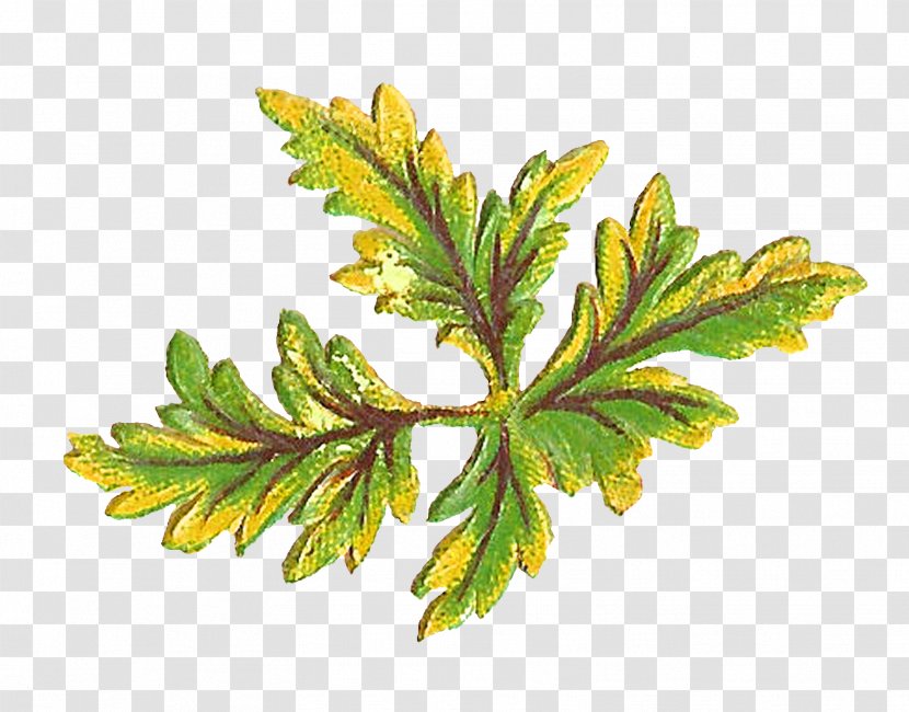 Leaf Botany Art Clip - Plant - Botanical Transparent PNG
