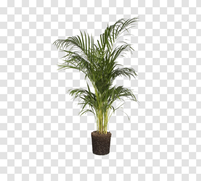 Palm Tree Background - Yucca - Date Grass Transparent PNG