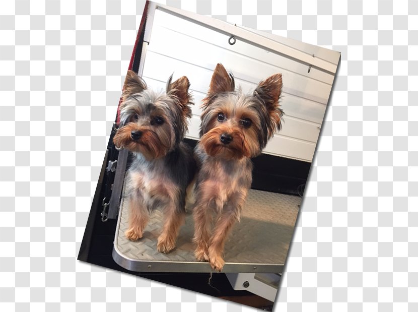 Yorkshire Terrier Australian Silky Dog Breed Companion - Grooming - Pet Transparent PNG