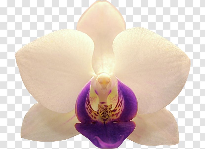 Dipolog Moth Orchids Cattleya City - Philippines Transparent PNG