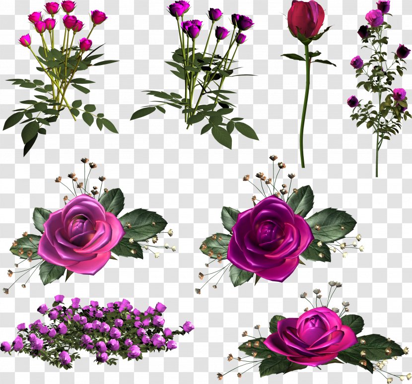 Garden Roses Centifolia Pink Cut Flowers - Rose Family Transparent PNG